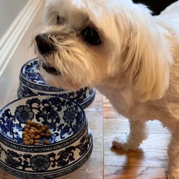 Modern Chinoiserie Ceramic Pet Bowl, Blue and White – Multi Chic Blue Chinoiserie Dog Bowl